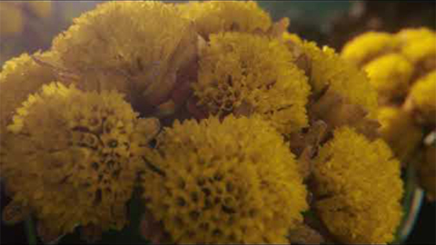 Immortelle Reset Serum